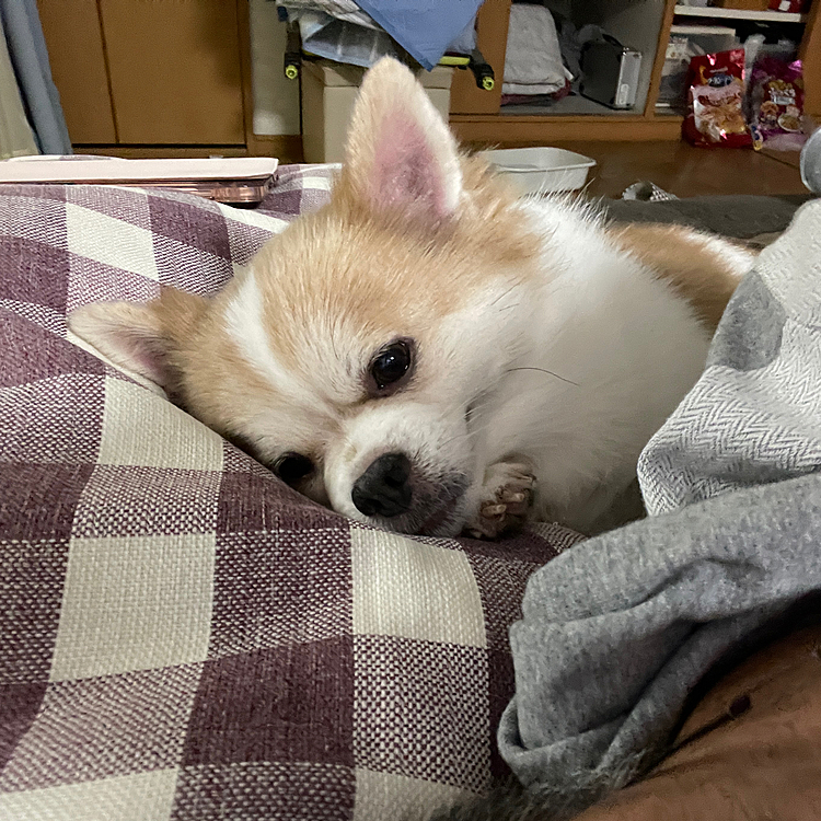 オヤジの頭の後ろで添い寝のやまとさん😅
