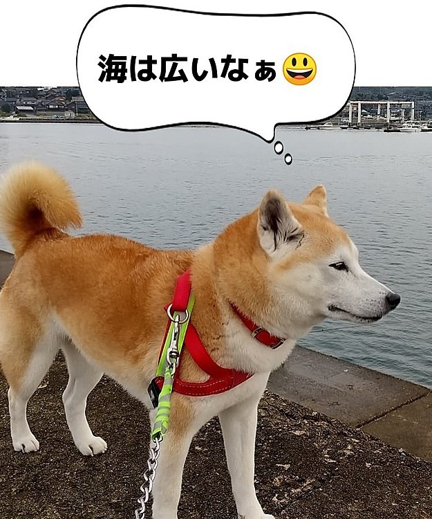 今朝のワン岸警備😃