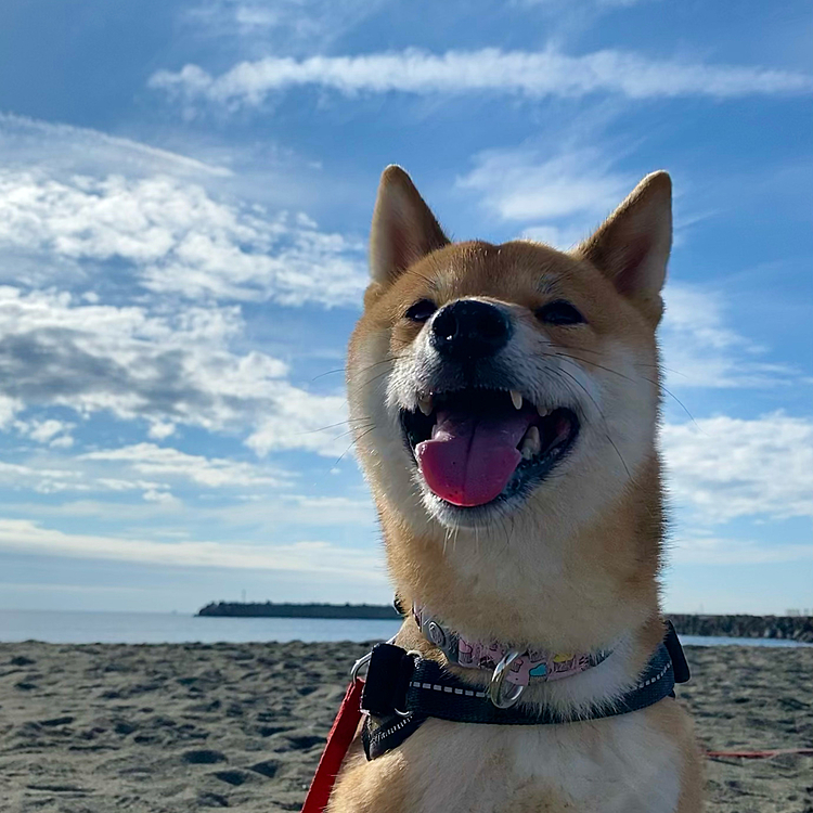 2021.11.01(月)
今日の朝んぽ🐾　　

