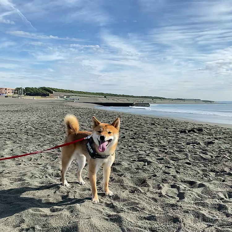 朝の海🏖気持ちよかったです😊