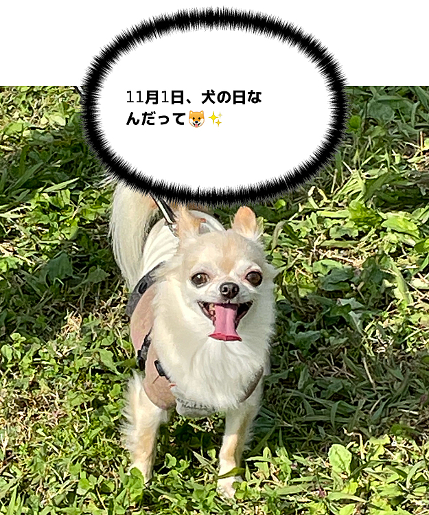 2021.11.1(月)
こんにちは☀️
今日は、ワン、ワン、ワン、犬の日だそうです🐶❤️
お天気が良く暖かかったので稲毛海浜公園にお散歩に行ってきました😊