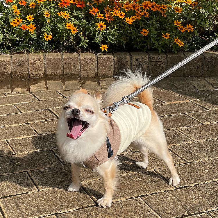 お花の前で写真撮影🌼
くうちゃん、こっち向いて〜と言った瞬間に撮れた写真です😆😆
親バカなのでどの顔も好きですがこの顔はもっと好きなんです🥰
今日はルンルンで元気良く歩いてくれました😊