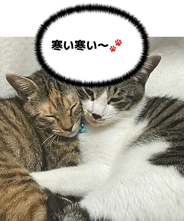 最近は寒くなり可愛い姿が溢れます💕
