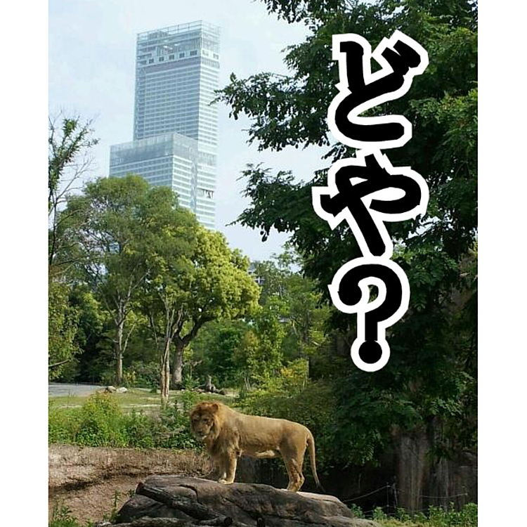 天王寺動物園のライオンと日本一高いビルのハルカスです。
なかなかこういう構図もいいかなととってありました‼️
そのとき、この写真にはこの文字が合っていると思った当時の自分…危うし…