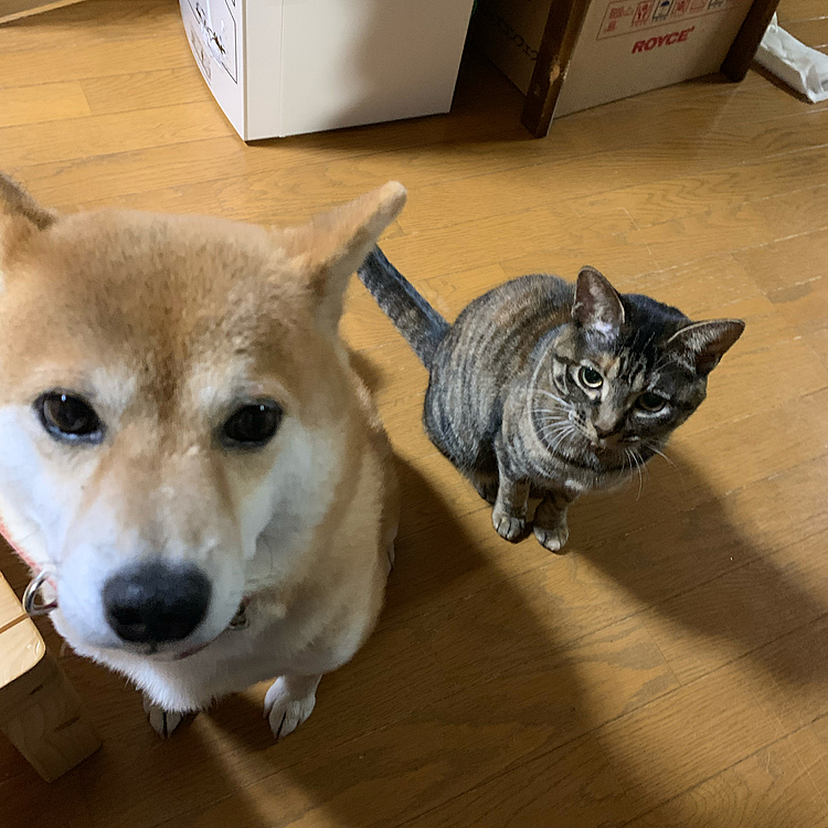 ウチの子達かわいい♡
