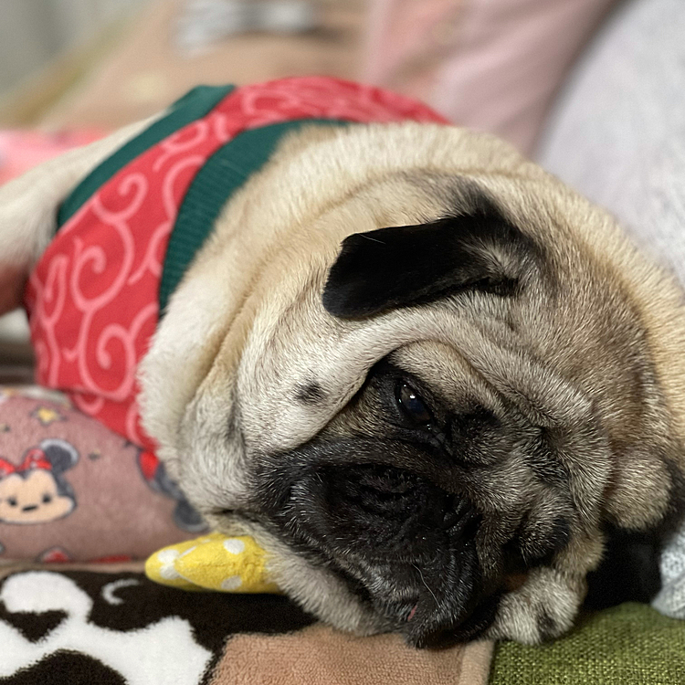 秋の深まりにつれて、眠たいです💤