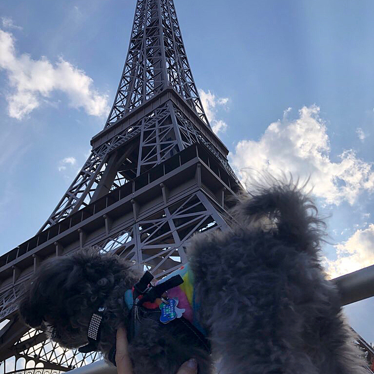 犬とエッフェル塔

