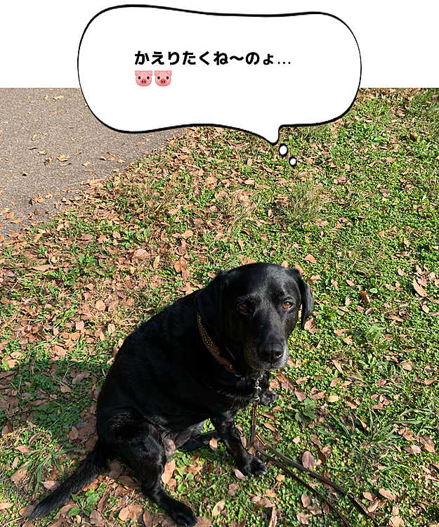ぶた組ブッチャー班🐽🐽の投稿