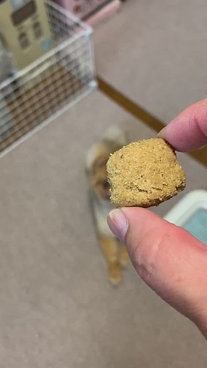 食後の歯と歯茎のケア、受け取るや否や
いつもの定位置へ🤣
大好きだよねぇ🤣
