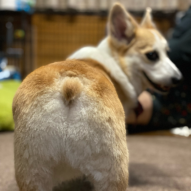 ママミングで尻尾が出来たよ〜（笑）
ちょびっとガタガタですがね〜❣️