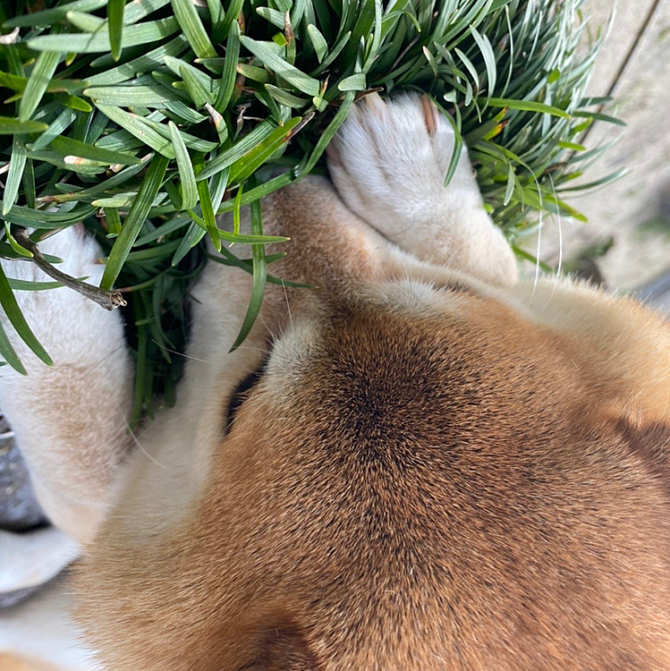 柴犬不足でございますm(*_ _)m🐶