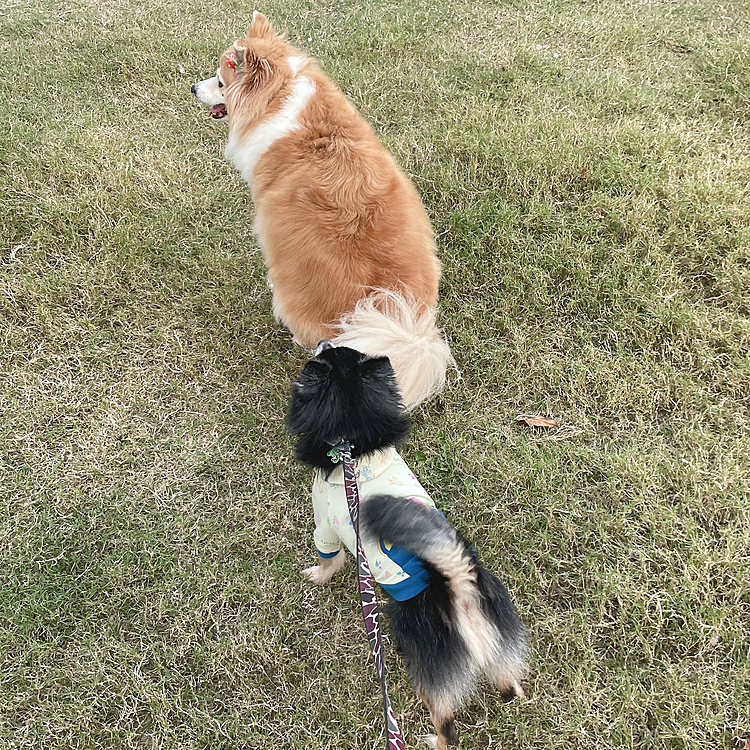 
写真撮り忘れちゃったので
前回の🐯🐶❣️

この子とまた公園でお会いできました😊

公園中、ふたりで追いかけっこ🤣

早い早い🐾笑
それはもう楽しそうでした🤣

