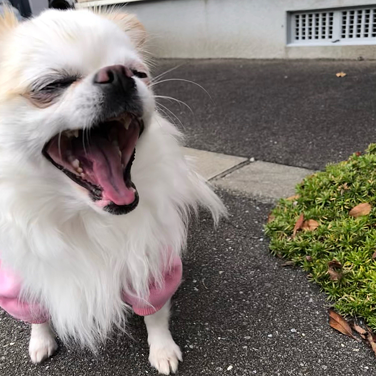 アクビ🥱
ちなみにこれは昨日。
昨日も同じ事してました🤣