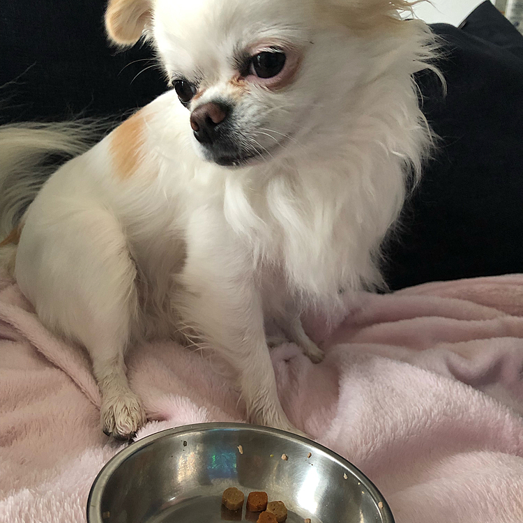 最近は朝の残りに少し足してお昼食べさせてます🍚
お昼はわりとイヤイヤしないで食べてくれます😋✨
完食後朝残したしと思いプッチーヌを少し追加。
お約束😅お皿置くと食べません💧

