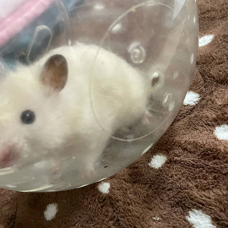モモちゃん🐹久しぶりの御出動💦