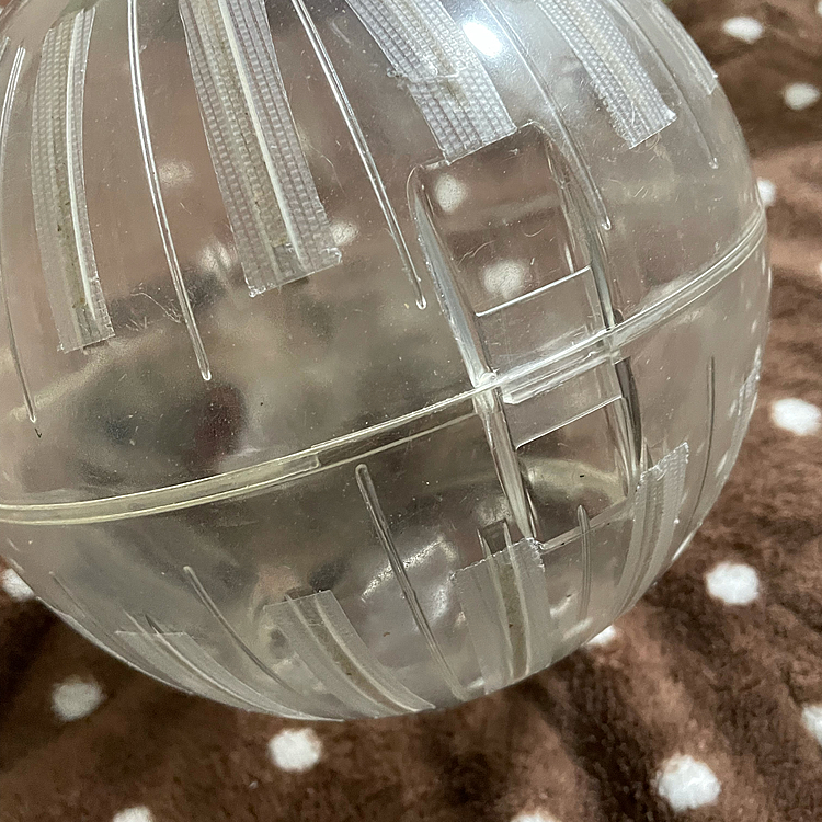 ココちゃん🐹も久しぶりのご出動💦