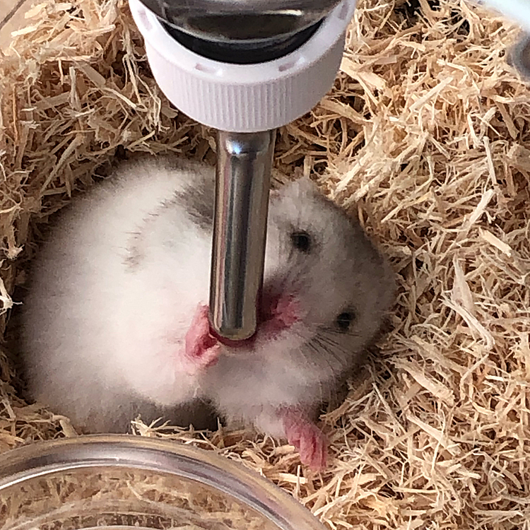 お迎えして3日！はじめてひまわりの種を息子の手から食べたっ💕
噛まれまくってましたけれどね😳