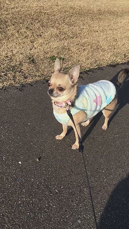 アタシ🐶疲れたから帰ります🐕🐾