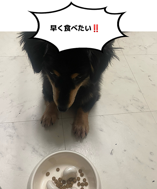 なんでも直ぐ食べちゃうけど
待て！！！
は、ちゃんと出来ます😁
長くしすぎると、よだれが出ちゃう🤤