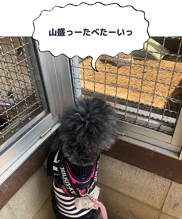 近所の公園に🐰さんがいます。パールちゃんはパピーの頃からここのウサギ🐰さんが大好きだと思っていました。が！今日、それが異なる解釈だと確信しました。パールちゃんは🐰さんのご飯が食べたくてじーっと見つめているんですー🤣さすが食いしん坊