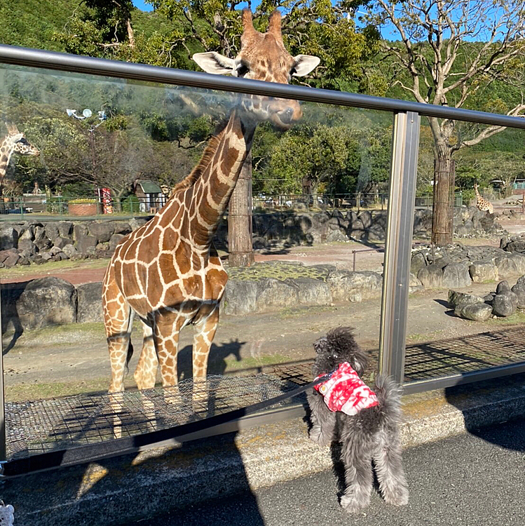 キリンさんだワン🐶
