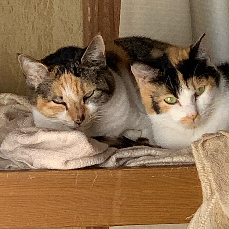 ちゅらとてぃだ　　姉妹猫