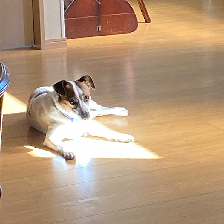 日向ぼっこ