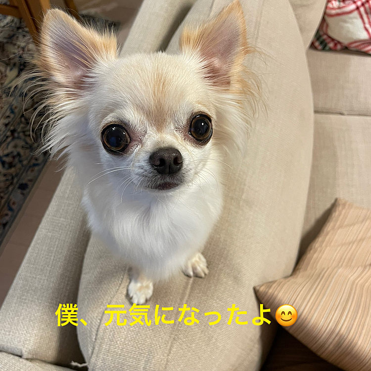 2021.11.13(土)
こんばんは⭐️
ご飯も完食、お腹の調子も良くなり元気になりました😊❣️
