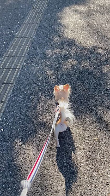ひと通り見て病みあがりなので帰ることにしました。駐車場まで元気に歩きました😊