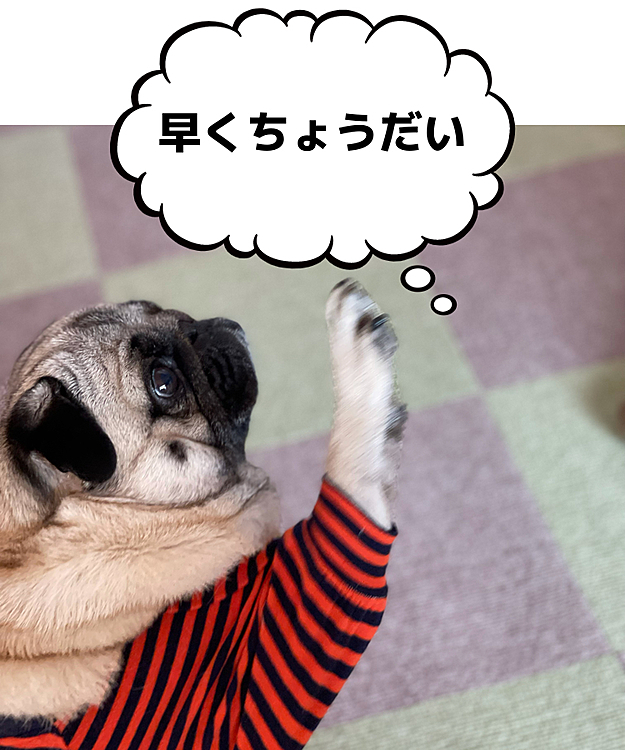 うまうまリンゴちょうだい🍎
『お手』がフライング🤣