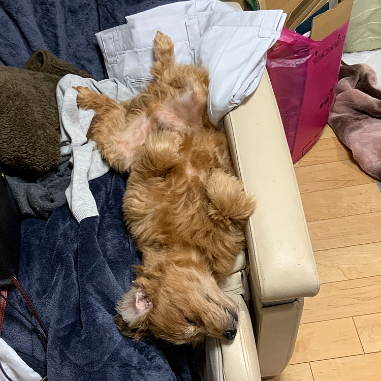 ほくとくん、今日は早々に落ちました。
