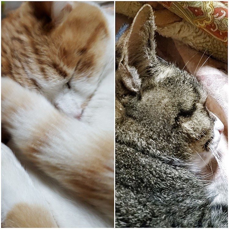 グッニャイ…😴