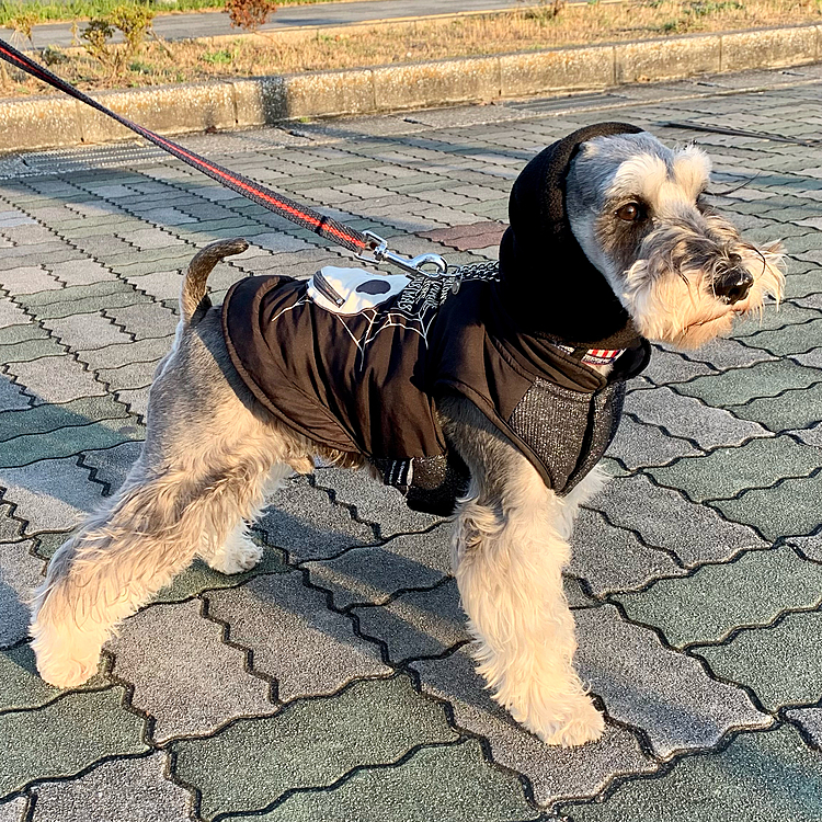 今日も元気にお散歩行ってきましたよ！