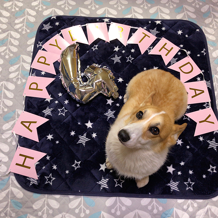 まある😃
4歳のお誕生日です㊗️
よく食べてよく寝てるから元気満々😃
