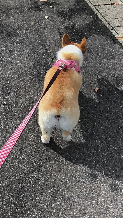 最近雨続きでお散歩行けない日がよくあります。
食っちゃ寝の生活も飽きたよ〜って言われてる気がする🤣
