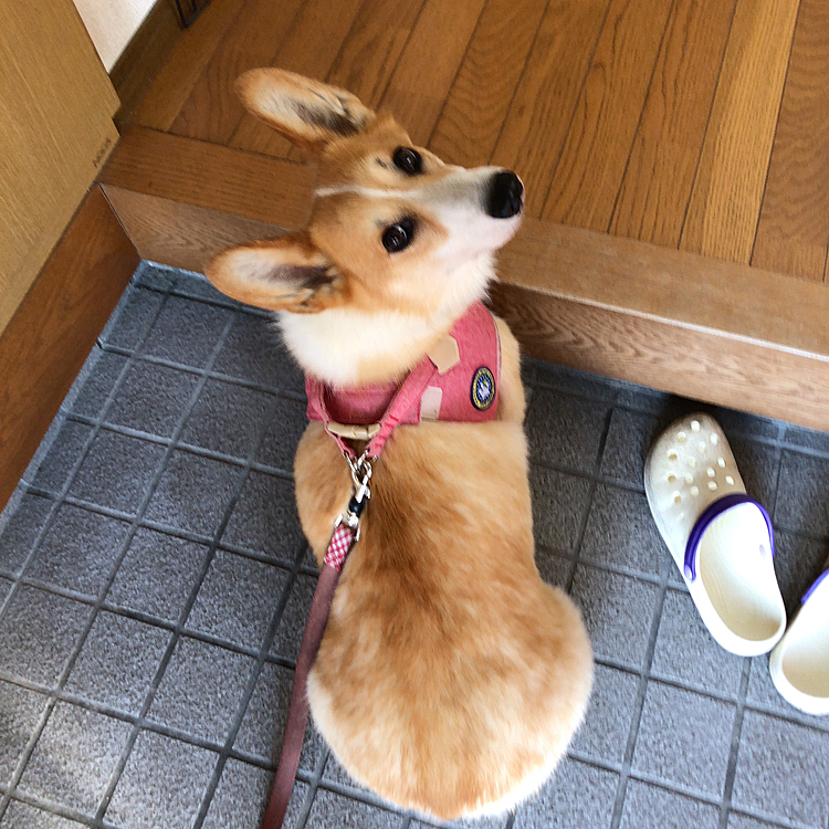 おかーたん？
ボクたんは冬好きだよ❤️
だよねぇ？笑笑
おかーたん、寒くても頑張るよ😱🌀💦笑笑
