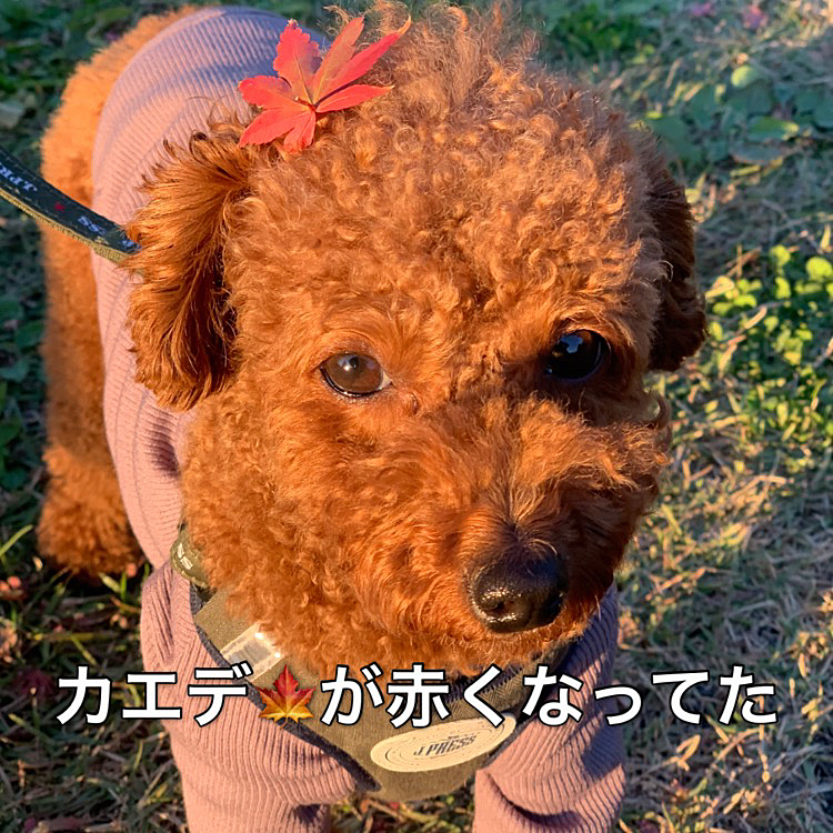 頭にカエデ🍁をつけて夕日に照らされるライちゃん。