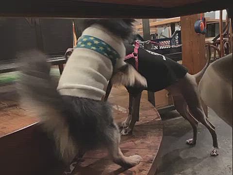 
オトモダチとも仲良く出来ました😊

犬用のご飯もあるので
ササミをオーダー🎶

とらくん、幸せいっぱいお腹いっぱいです🐯💡笑

