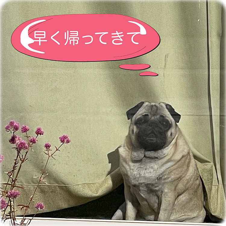 今日はとうちゃん＆ママさんランチでお出かけ🥗
お留守番のししまる、窓辺で恨めしそうにお見送り🐶