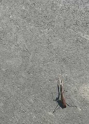 朝んぽでは大きなカマキリにビビりながらちょっかいだしてます🤣