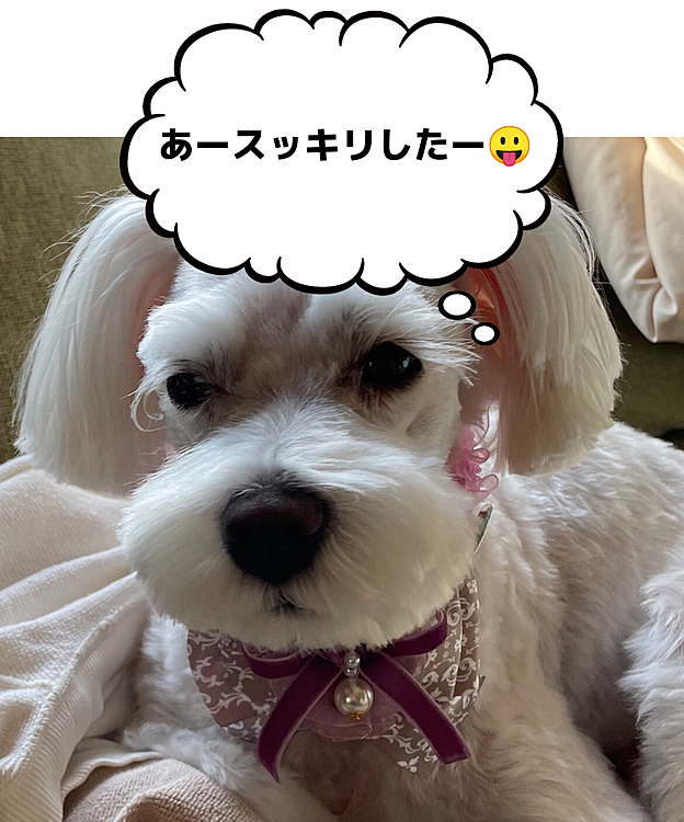 今日は、ママさんにトリミングに連れて行ってもらった🤗