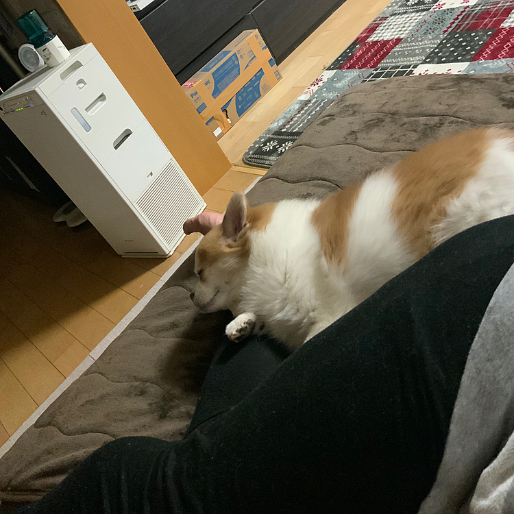 やまとにえー感じの枕みたいに扱われてるオヤジのふくらはぎ😅
