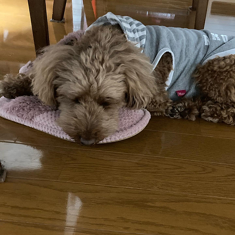 スリッパの上で寝ました😴何の夢見てるのかな？😄