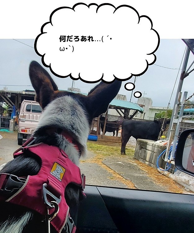 牛柄ビンゴとリアル牛の初対面( ´･ω･`)
お互いガン見（笑）