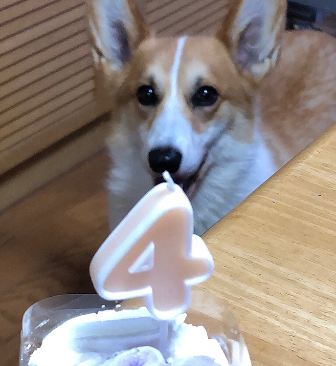 先日はお祝いコメント沢山ありがとうございました😃感謝感謝です❤️
数日後、おかーたんケーキ買ってきてくれまちた😃ボクたんガン見👀