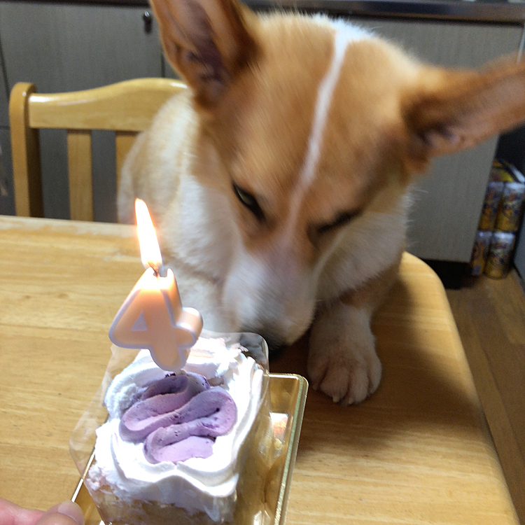 ううぅ〜👀
早く食べたいでちゅ〜👀