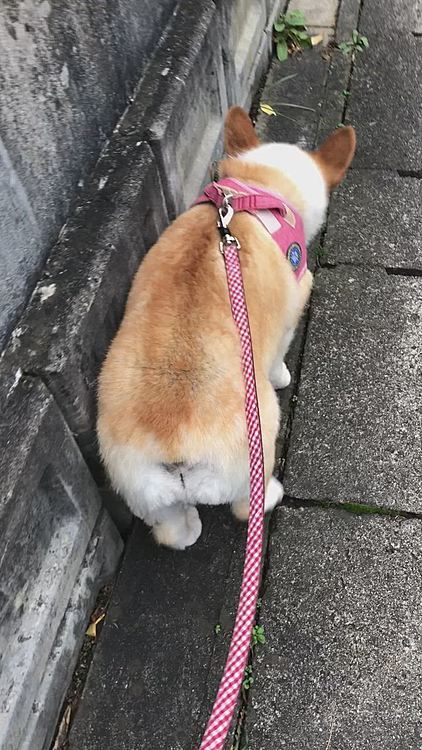 ノシノシ歩き😃
隣のおとーさんにワシャワシャ、そのまたお隣さんのおかーさんにワシャワシャ😃
まある、ご満悦🤣
その後、杖をついたおばあちゃんに、あらぁ❤️シッポちゃん、久しぶりだね〜❤️
可愛いねえ❤️
名前知らないから勝手にシッポちゃん❤️って呼んだよ〜🤣だって。笑笑
シッポないからシッポちゃんなのかな？🤣
自由に呼んでくれていいですよ〜って答えました🤣笑笑
まあるが喜んでたら良しです❤️