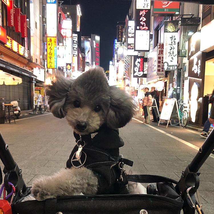 新宿歌舞伎町にくりだしてみた、ハコ乗りしたワン🐶
