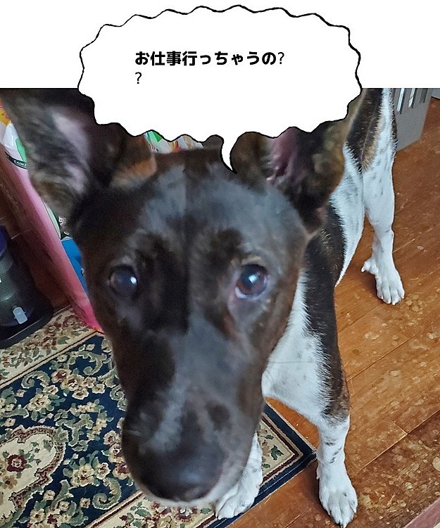 出勤しようとした時の圧がすごい( ´･ω･`)