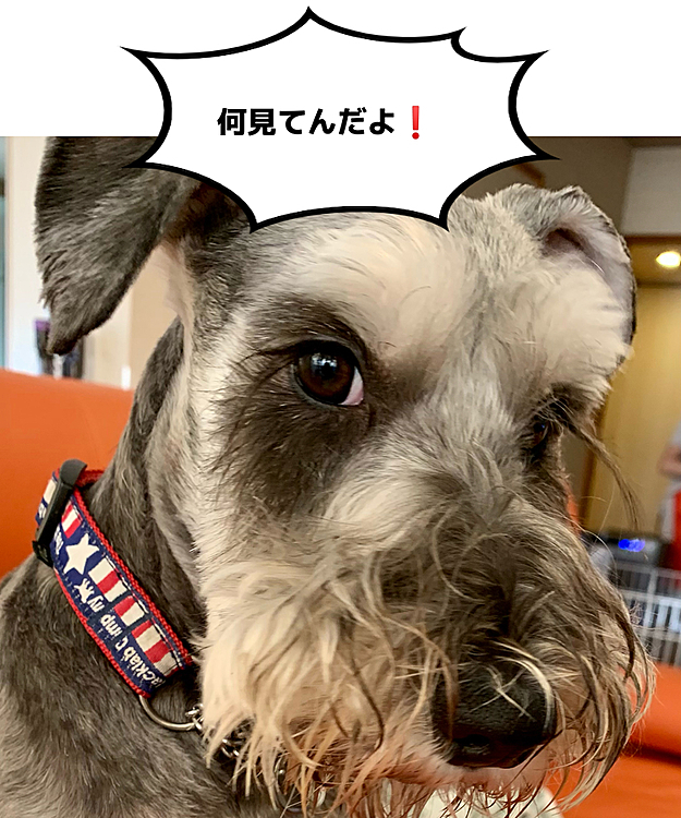 ロッシの投稿